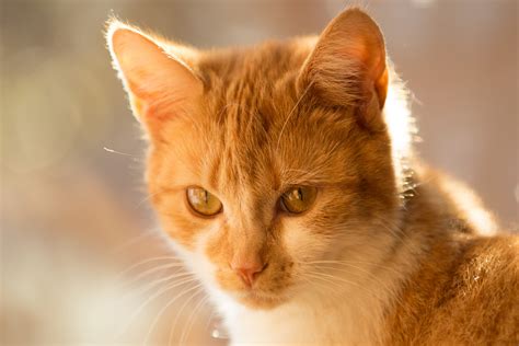cat stock image|cat jpg images.